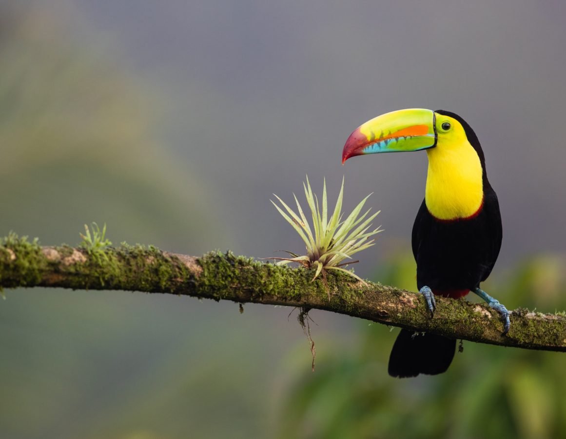 Toucan in tree in Costa Rica