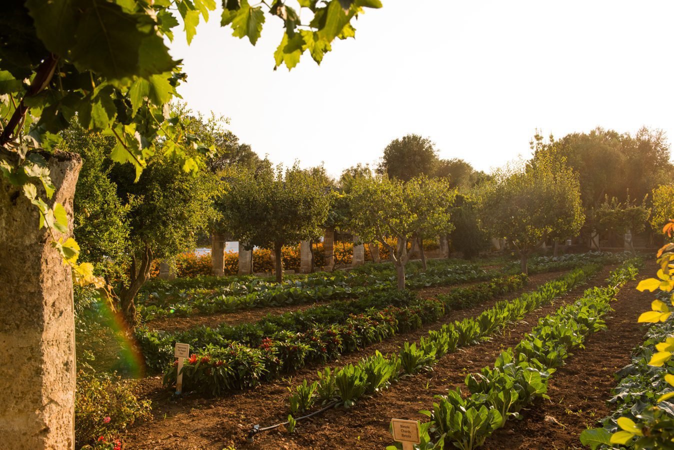 organic farm garden at Puglia luxury hotel farmhouse masseria Torre Coccaro
