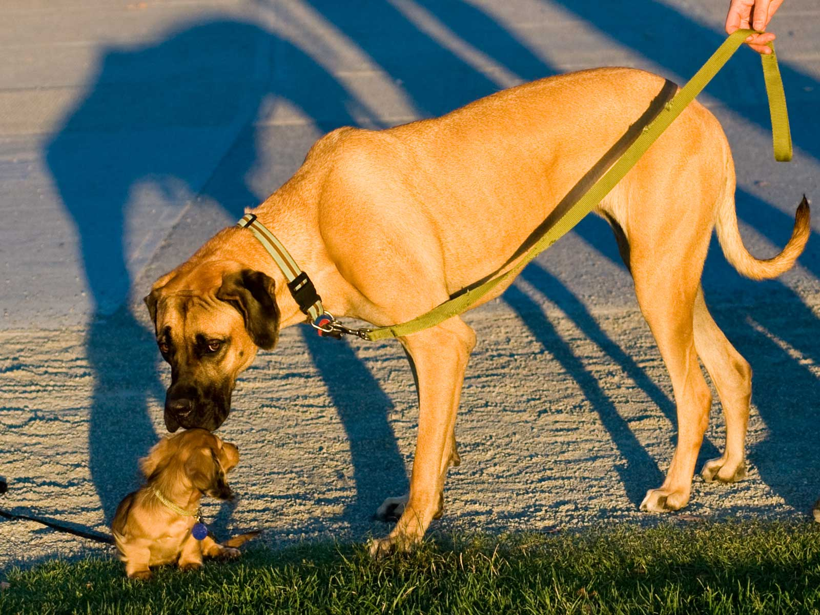 A big dog on a leash stopping to say hi to a little dog. Size doesn't always matter