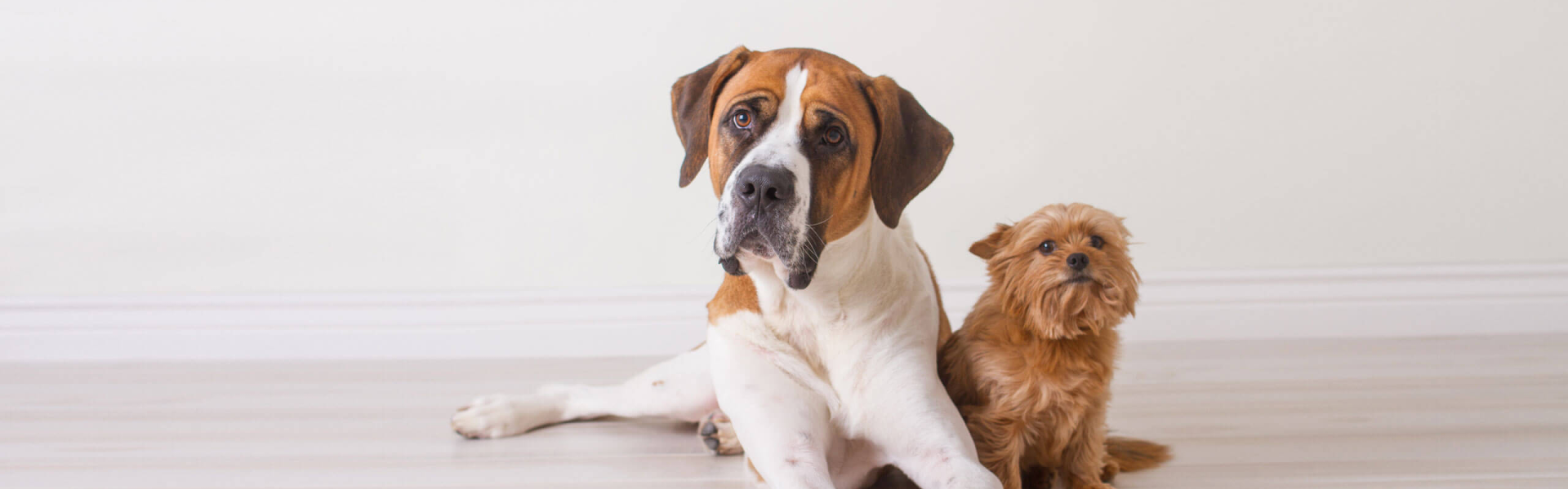Big, Beautiful, Bossy, Small: The Truth About Dog Size