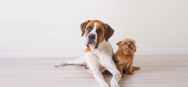 Big, Beautiful, Bossy, Small: The Truth About Dog Size