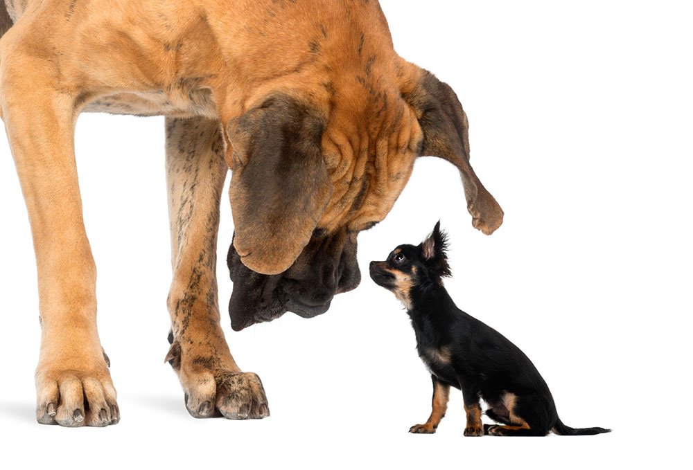 Big dog small dog rubbing noses. Big dogs and small dogs can make great friends.