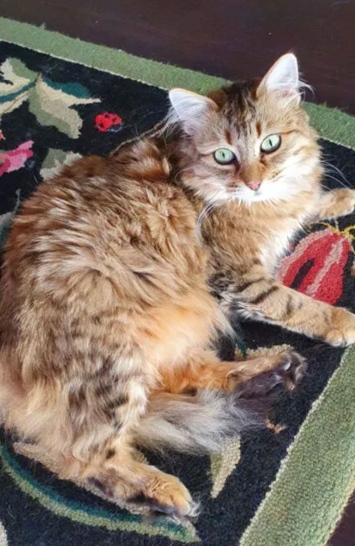Felicia the cat with emerald green eyes