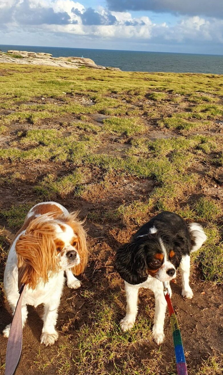 Two dogs near the coast walking with celebrity pet sitter Tamara Thiessen