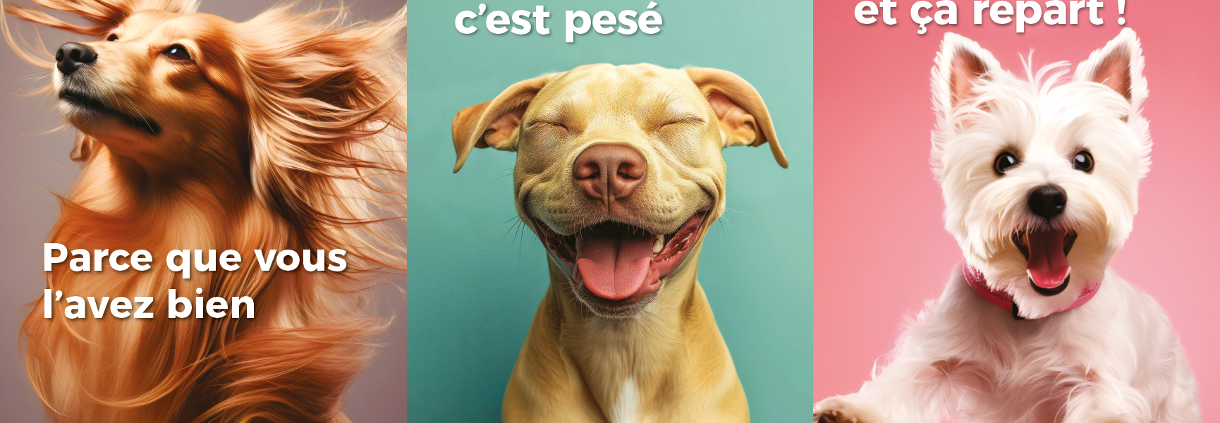 A Shitty Subject Revisited – Dog Poop in France