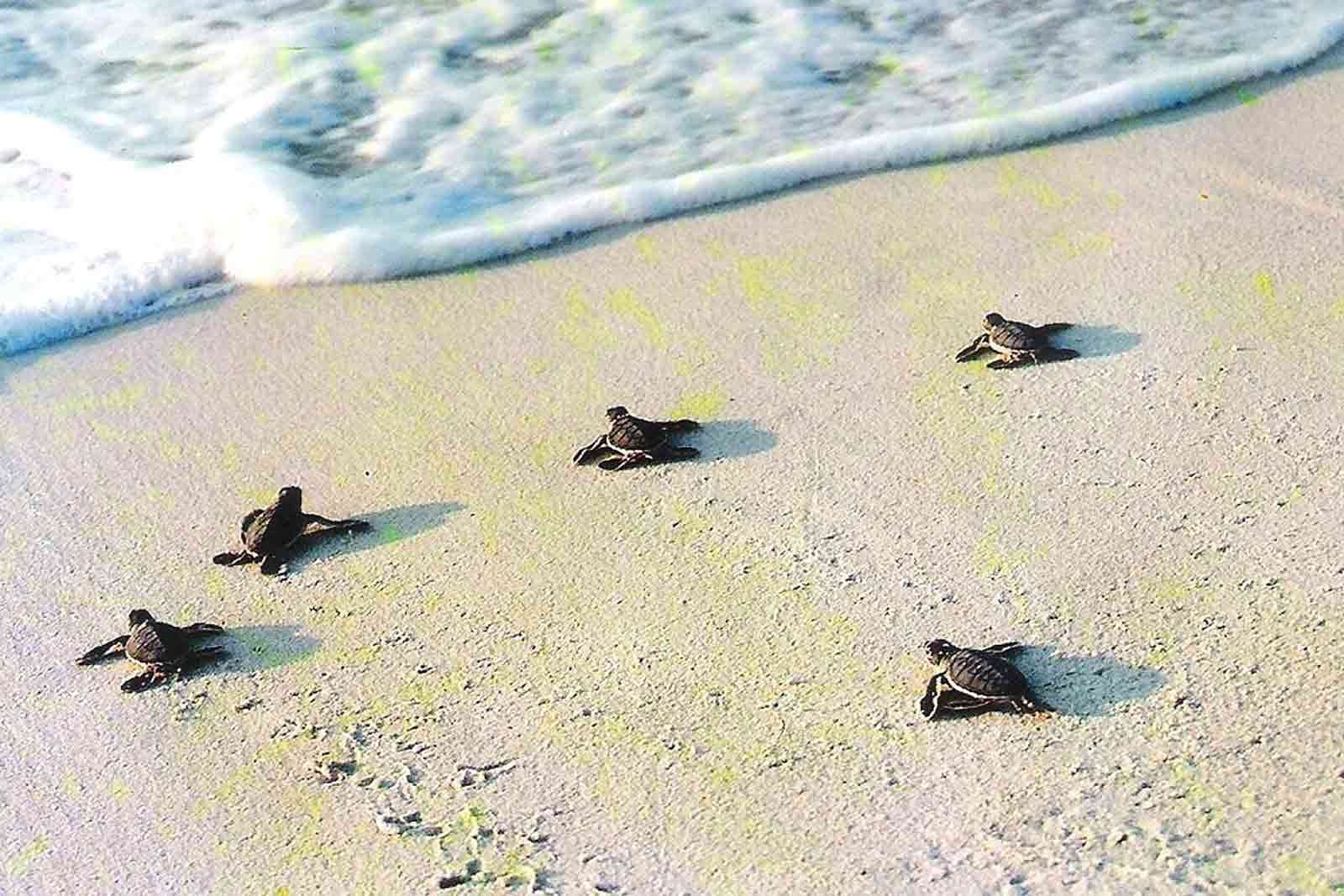 Turtle hatchlings on Libaran Island Sabah, part of the battle to save Borneo's endangered sea turtles