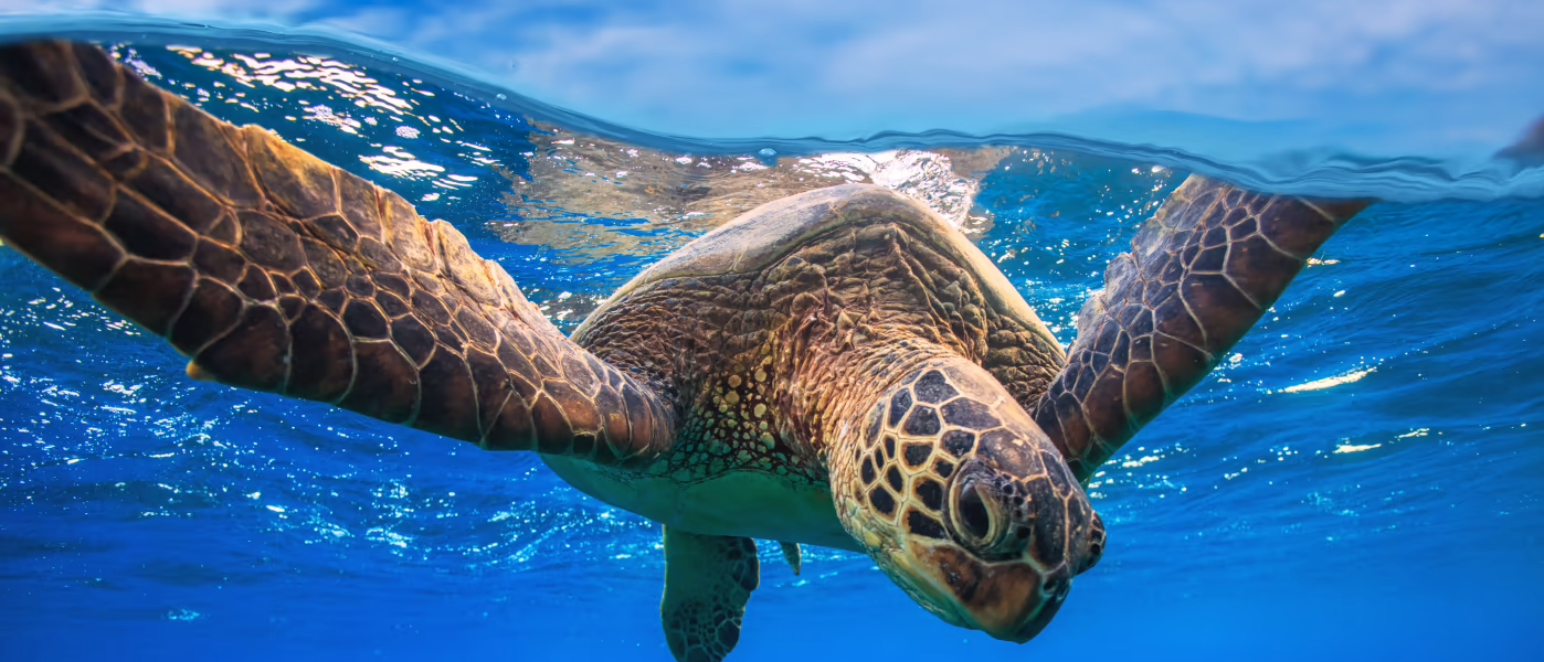 Why There’s Hope for Borneo’s Beautiful Endangered Sea Turtles