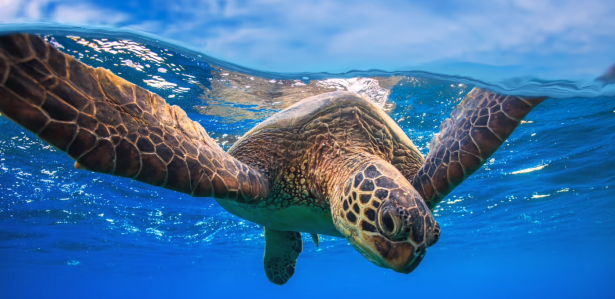 Why There’s Hope for Borneo’s Beautiful Endangered Sea Turtles