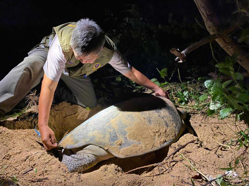 Alexander Yee an honorary park warden battling to save Borneo's endangered sea turtles on Libaran Island in Borneo