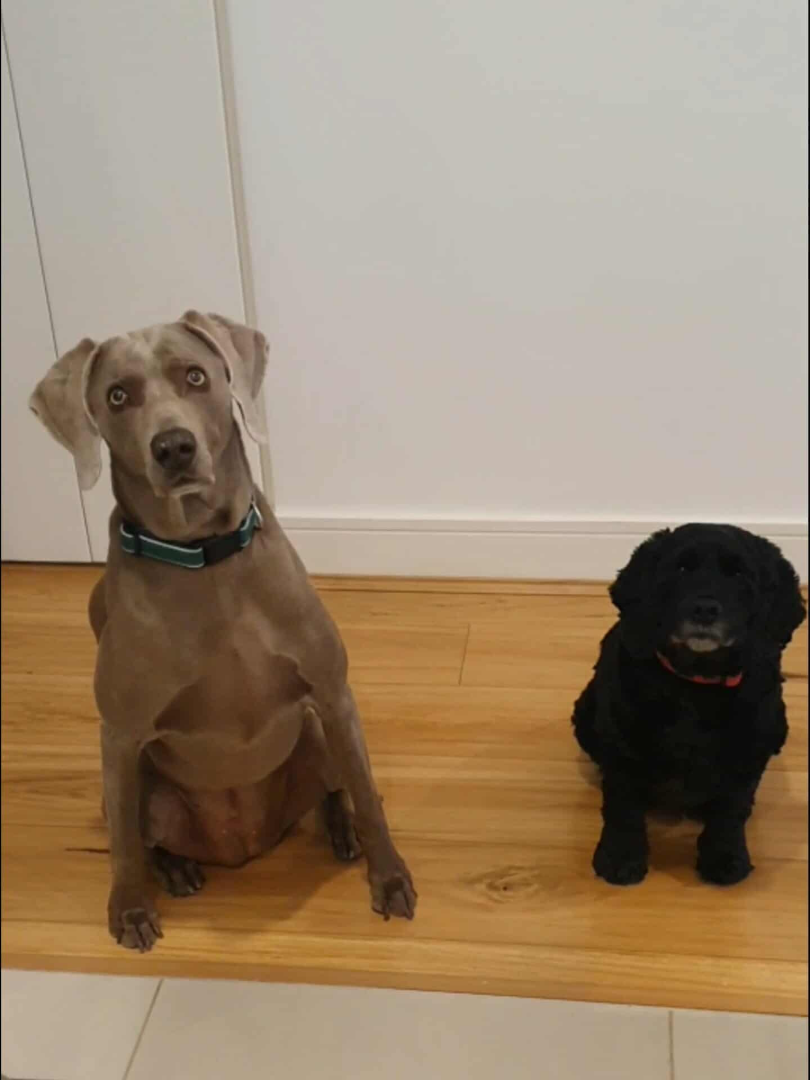 Big dog on the left small dog on the right, Luna and Roxy