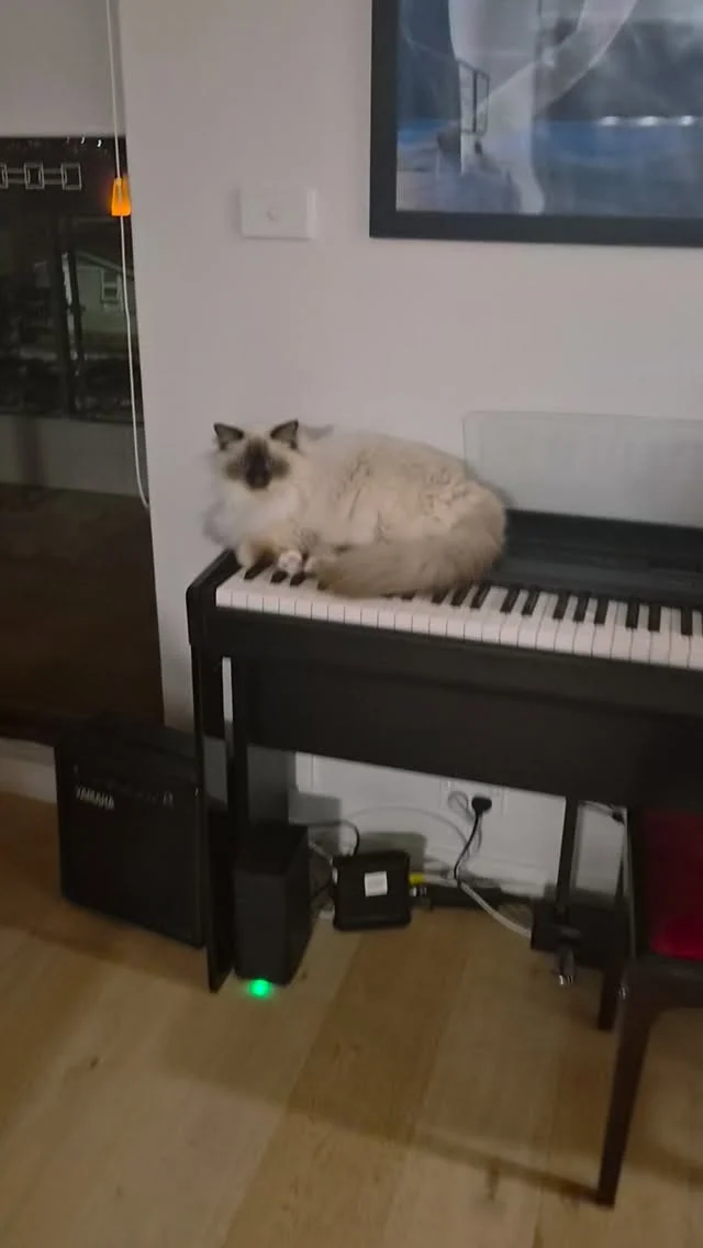 It's Friday night folks after all. And we're all in the mood for a meow-edie, aren't we 🎶 Blame the cat if it's out of tune.#music #singing #piano #cat #performance